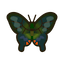 Illustration of the critter Peacock Butterfly