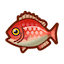 Illustration of the critter Red Snapper